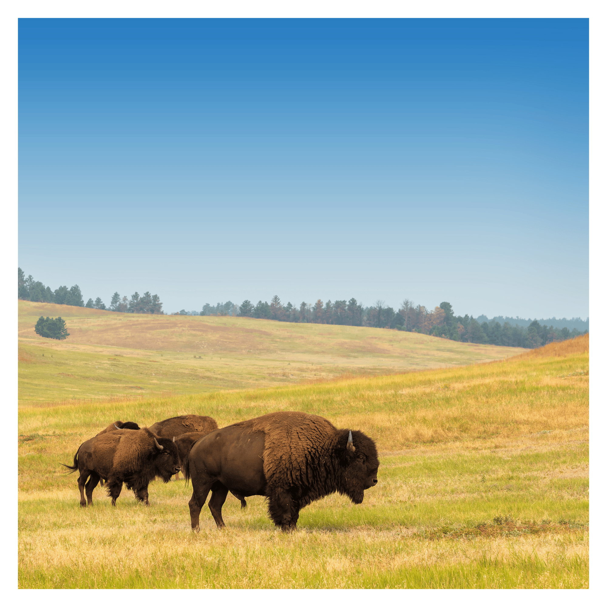 Insta SD Buffalo